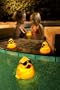 AquaGlow 3579-3M Light Up Ducks