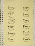 C1845 Anatomy Horse Teeth Varieties Ages Antique Print