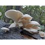 White Oyster Mushroom Growing Plugs ~ Grow your own mushrooms for years!