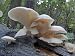 White Oyster Mushroom Growing Plugs ~ Grow your own mushrooms for years!