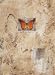 Appias Nero Figulina by Cheryl Holz. Size 10.25 inches width by 14.13 inches height. High Quality Art Poster Print