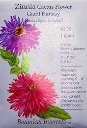 Zinnia Cactus Flower Giant Fantasy Seeds 100 Seeds