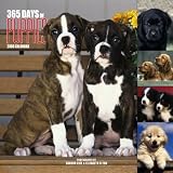 365 Days Of Puppies 2006 Calendar