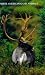 North American Game Animals