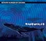 Radio Whales