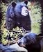 Black Bears Super Soft Polar Fleece Throw Blanket Wildlife Lodge Gift Idea 50x60