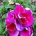Grow Your Secret Garden Petunia Double Rose Pirouette