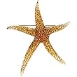 14K Yellow Gold Citrine and Diamond Starfish Brooch