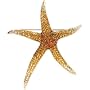 14K Yellow Gold Citrine and Diamond Starfish Brooch