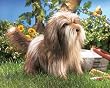 Shaggy Dog Puppet by Folkmanis