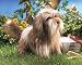 Shaggy Dog Puppet by Folkmanis