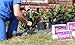 100 Landscape Fabric Staples 11 Gauge Steel used as Garden Staples, Sod Staples, Garden Spikes, Fence Anchors, Anchor Pins, Garden Pegs - Professional Grade - Full 6