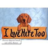 Dachshund I Live Here Too Maple Finish Sign BLUE DAPPLE
