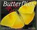 Book Butterflies