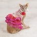 The Best Cat Lover Gifts