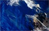 photographie Bottle-nosed dolphin (Tursiops truncatus) surfing on the bow of boat near Kicker Ro...