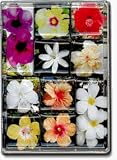 Hibiscus Flowers Mighty Magnets Set of 10 magnets
