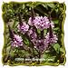 1 Oz Pink Vervain (Verbena hastata rosea) Bulk Wildflower Seeds
