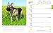 German Shepherds 2017 Calendar (Multilingual Edition)