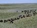 Herd of American Bison Gallop Down a Grassy Slope, Fort Niobrara National Wildlife Re...