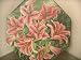 1.5lb Octagon in Large Pink Lilly Design