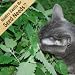 200 Seeds, Catnip Herb (Nepeta cataria) Seeds By Seed Needs
