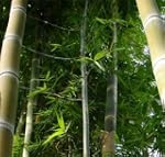 Phyllostachys heterocycla pubescens...