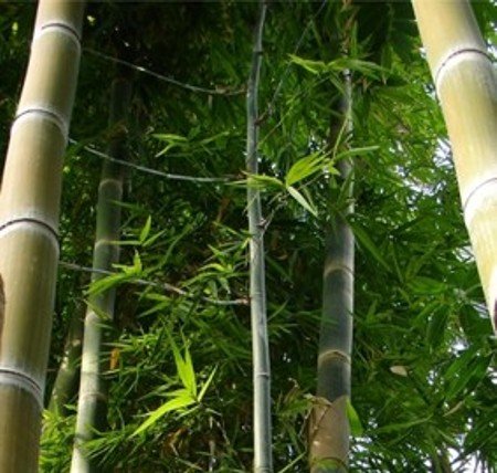 Phyllostachys heterocycla pubescens  - Riesenbambus - 20 Samen Phyllostachys heterocycla pubescens  - Riesenbambus - 20 Samen