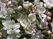 Apple Blossom Photographic Poster Print by Wolf Yoder, 10x7.5