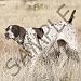 German Shorthair - German Shorthair Pointer - Coffee Gift Baskets - Coffee Gift Basket Image