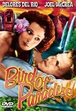 Bird of Paradise