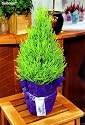 Lemon Scented Goldcrest Cypress Tree - Indoors/Out