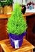 Lemon Scented Goldcrest Cypress Tree - Indoors/Out