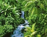 Rain Forest waterfall POSTER environment tropical RARE 16" x 20"