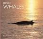 Minke Whales (WorldLife Library Series)