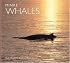 Minke Whales (WorldLife Library Series)