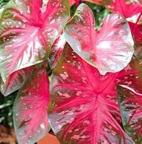 Caladium Cardinal 3 Bulbs: