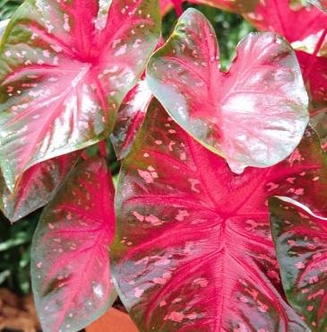 Caladium Cardinal 3 Bulbs:
