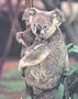 Koala and Baby Art Poster Print, 16x20