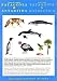 Book Patagonia & Antarctica Field Guide