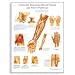 3B Scientific Clinically Important Blood Vessels and Nerve Pathways Anatomical Chart, 20" Width x 26" Height
