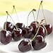 Fresh Lapin Cherries - 10 Pound Box by ChefShop