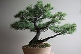 盆栽　五葉松（ゴヨウマツ）