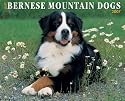 Just Bernese Mountain Dogs 2007 Calendar