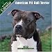 American Pit Bull 2007 Wall Calendar