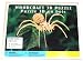 Woodcraft Wooden 3D Puzzle, Leaf Spider (1 Each)