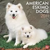 American Eskimo Dogs 2011 Square 12X12 Wall (Multilingual Edition)