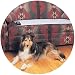 Petsafe