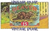 2.75 inch x 2 inch (7.5 x 5cm) Acrylic Keyring Animals Beaver Vintage Image