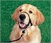 Halti Training Headcollar - Size 0